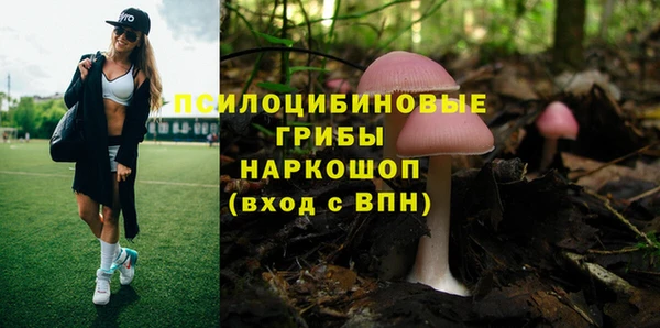 сатива Заводоуковск